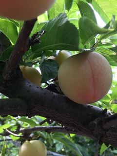 IMG_0677.JPG