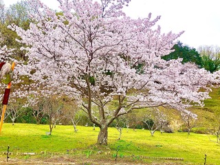 IMG_6086.jpeg