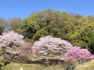 IMG_6094.jpeg